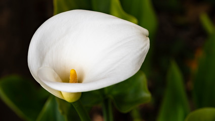 calla lilies white flower close up for background