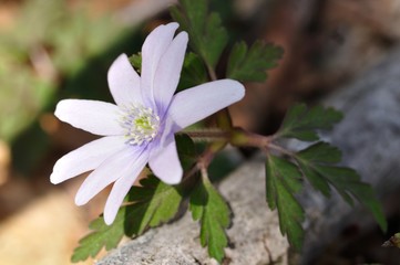 キクザキイチゲ