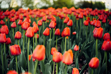Fototapeta premium Red tulips with a blurred background and space for text.