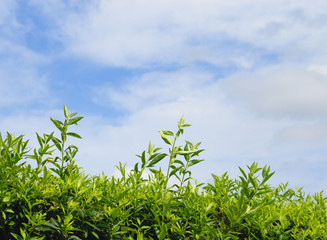 葉　空　雲　素材
