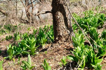 早春の山地にオオバイケイソウ若葉