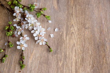 Obraz na płótnie Canvas white branch blossom flowers on wooden background
