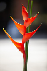A close up image of an orange and pink Heliconia flower and stem