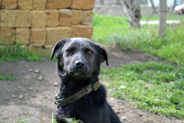 dog on leash, tethered black labrador