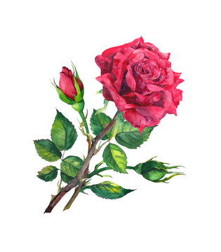 Red rose with buds and leaves. Watercolor illustration