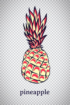 Hand drawn stylized pineapple. Vector ananas fruit isolated on transparent background. Graphic illustration for logo or icon
