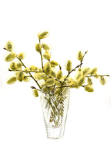 A willow bouquet in a crystal vase, white background