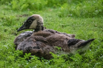 Young goose lying on grass