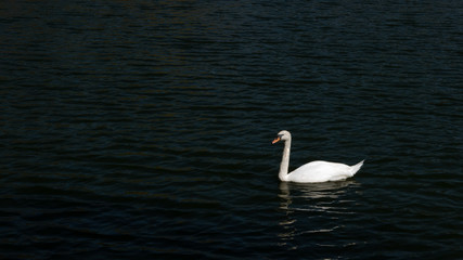 the swan is swimming in the pond