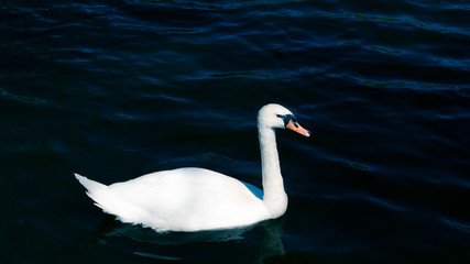 the swan is swimming in the pond