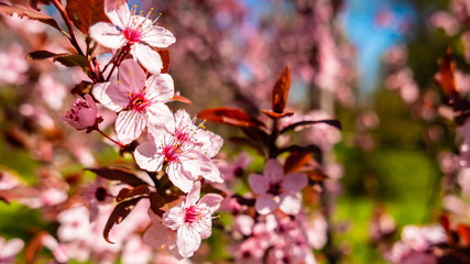 Obraz na płótnie Canvas flowers bloom in spring on a fruit tree