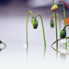 coquelicots bourgeons