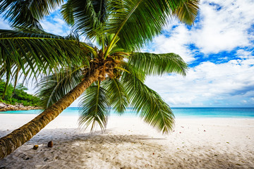 Palm tree,white sand,turquoise water at tropical beach,paradise at seychelles 6