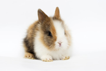 little funny rabbit on a white background