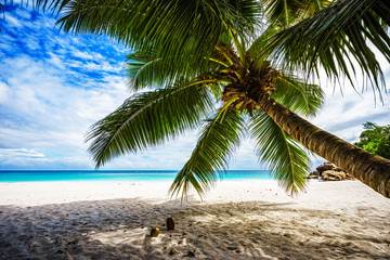 Fototapeta na wymiar Palm tree,white sand,turquoise water at tropical beach,paradise at seychelles 8