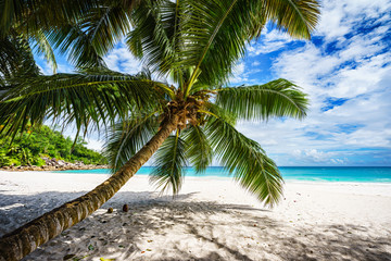 Palm tree,white sand,turquoise water at tropical beach,paradise at seychelles 3