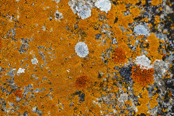 mossy large rocks, close-up, yellow moss, moss on stone,