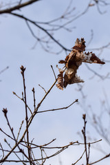Autumn Leaves Fading to Skeleton