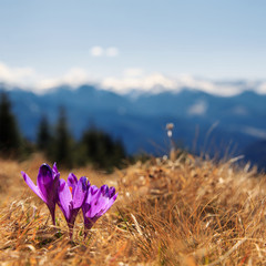 Amazing spring scenery. View of magic blooming spring flowers crocus growing in wildlife. Purple crocus growing from earth outside. in snow in spring. Incredible mountain Nature Landscape. Saffron