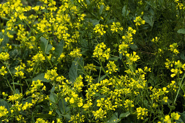 medicinal fresh mustard plant and yellow flowers in nature,