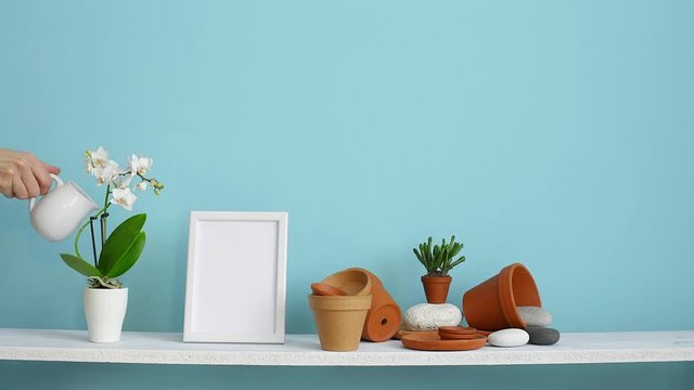 Modern room decoration with picture frame mockup. White shelf against pastel turquoise wall with pottery and succulent plant. Hand watering potted orchid plant.