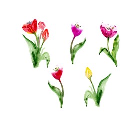 Fototapeta na wymiar Watercolor floral tulip backgraund. Isolated spring illustration.