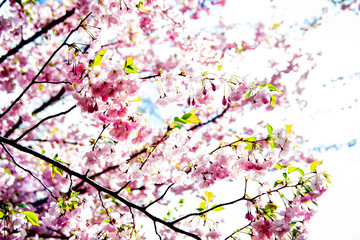 Beautiful flowering branches of Japanese cherry (Sakura)