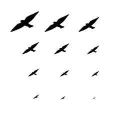 Pattern graphic of black animals. Group birds vector background 