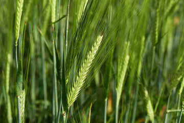 barley plant, green barley spike, barley yet unripe spike,