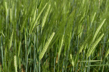 barley plant, green barley spike, barley yet unripe spike,