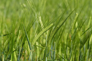 barley plant, green barley spike, barley yet unripe spike,