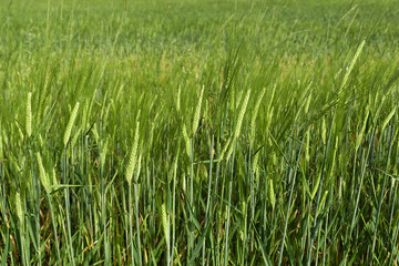barley plant, green barley spike, barley yet unripe spike,