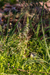 The plant (Ornithogalum pyrenaicum) grows and blooms close-up