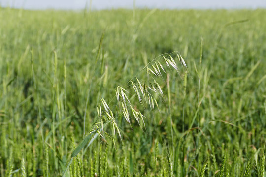 natural green oat spike pictures in natüre
