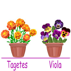  two pots with bright colors of marigolds and pansies isolated on a white background