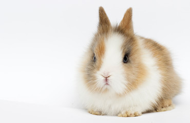 little funny rabbit on a white background