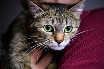 Obraz premium Cute adorable cat