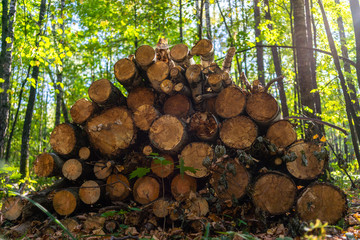 Fallen trees in the forest park 