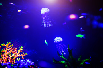 Beautiful jellyfish, medusa in the neon light with the fishes. Aquarium with blue jellyfish and lots of fish. Making an aquarium with corrals and ocean wildlife. Underwater life in ocean jellyfish.