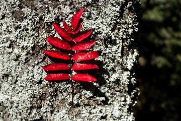 Red leaf of mountain ash on the background of tree bark, natural texture, the concept of autumn and back to school