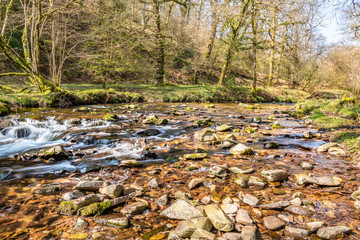 River in Woodland