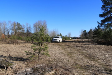  car in the forest