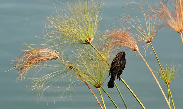 trile en papiro