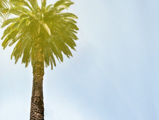 California palm trees in a vintage style