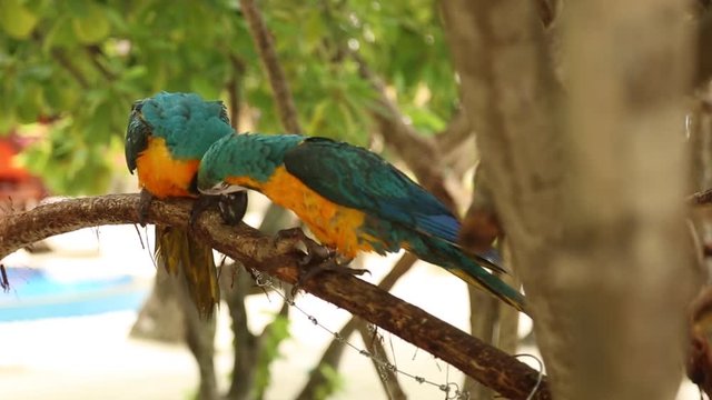 Caribbean parrots. colorful parrot. blue and yellow macaw ara ararauna sitting on log. Funny aras.