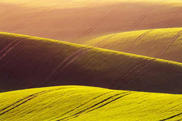Rural spring agriculture texture background. Green waves hills in South Moravia, Czech Republic during sunset. Green fields landscape.