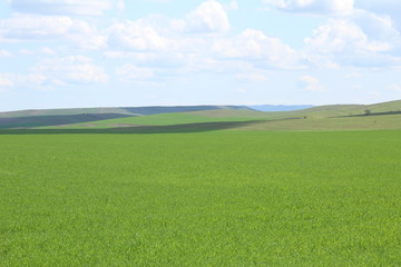 Green meadows and pasture.
