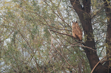 A female Dusky Eagle Owl perched on an acacia tree inside Keoladeo National Park in Bharatpur