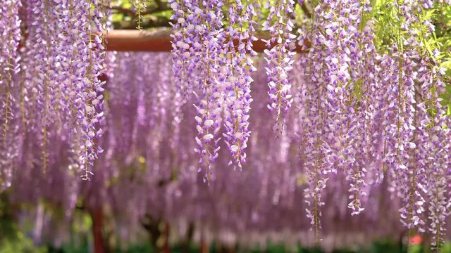 Spring flowers series, beautiful wisteria trellis waving in the wind, Wisteria sinensis (Chinese wisteria) is woody, deciduous, perennial climbing vine in genus Wisteria.