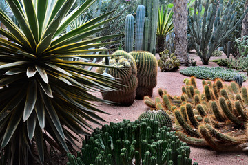 piękny ogród z egzotycznymi kaktusami  - obrazy, fototapety, plakaty